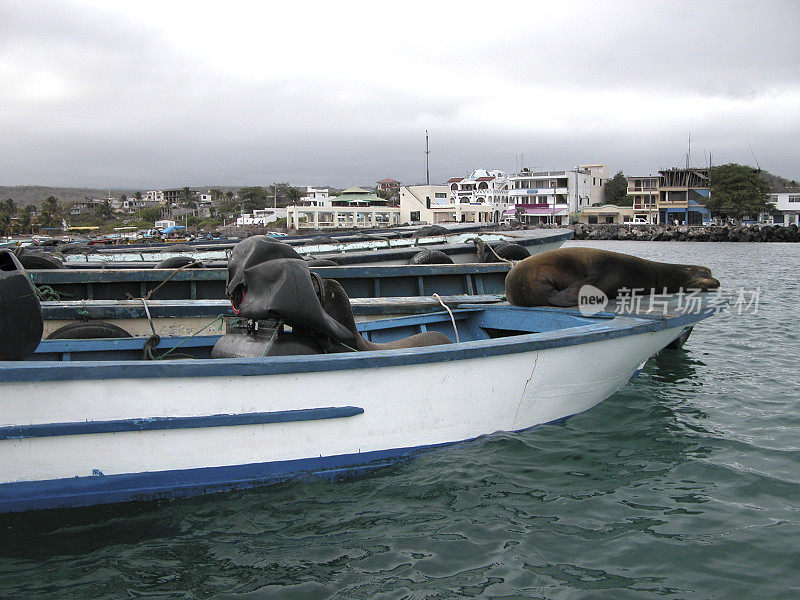 Sea-lions on fishing boat